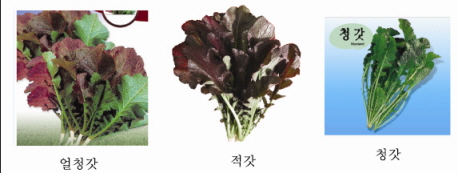 크기변환_갓 copy.jpg