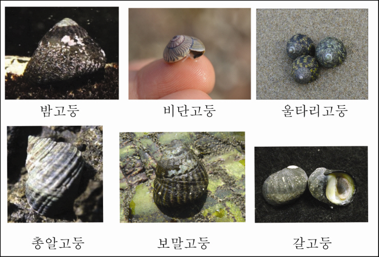 고둥 이미지