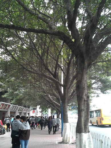 광저우 나무.jpg