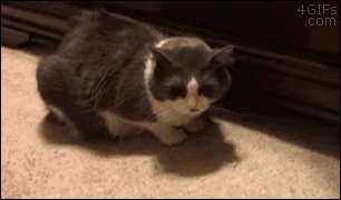 30156427.gif