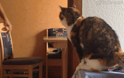 43241549.gif