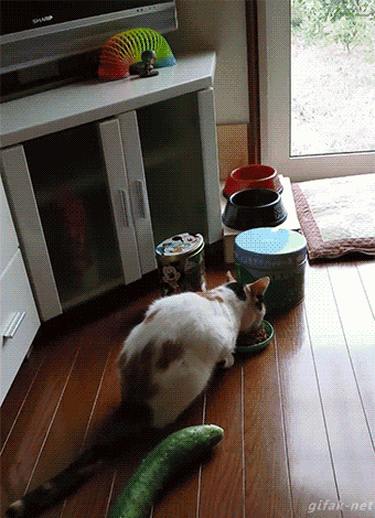 image.gif