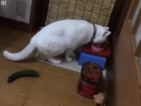 image.gif