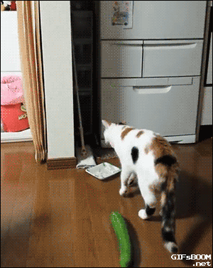 image.gif