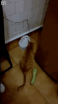 image.gif
