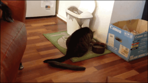 image.gif