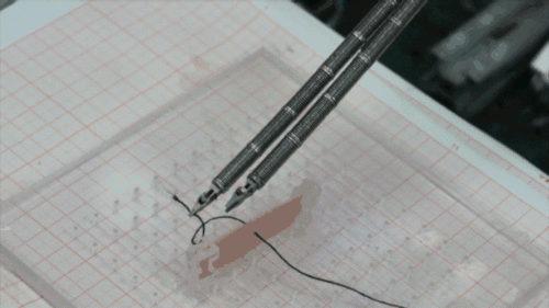 image.gif