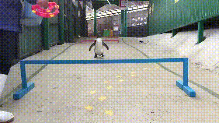 108523532.gif