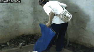 image.gif