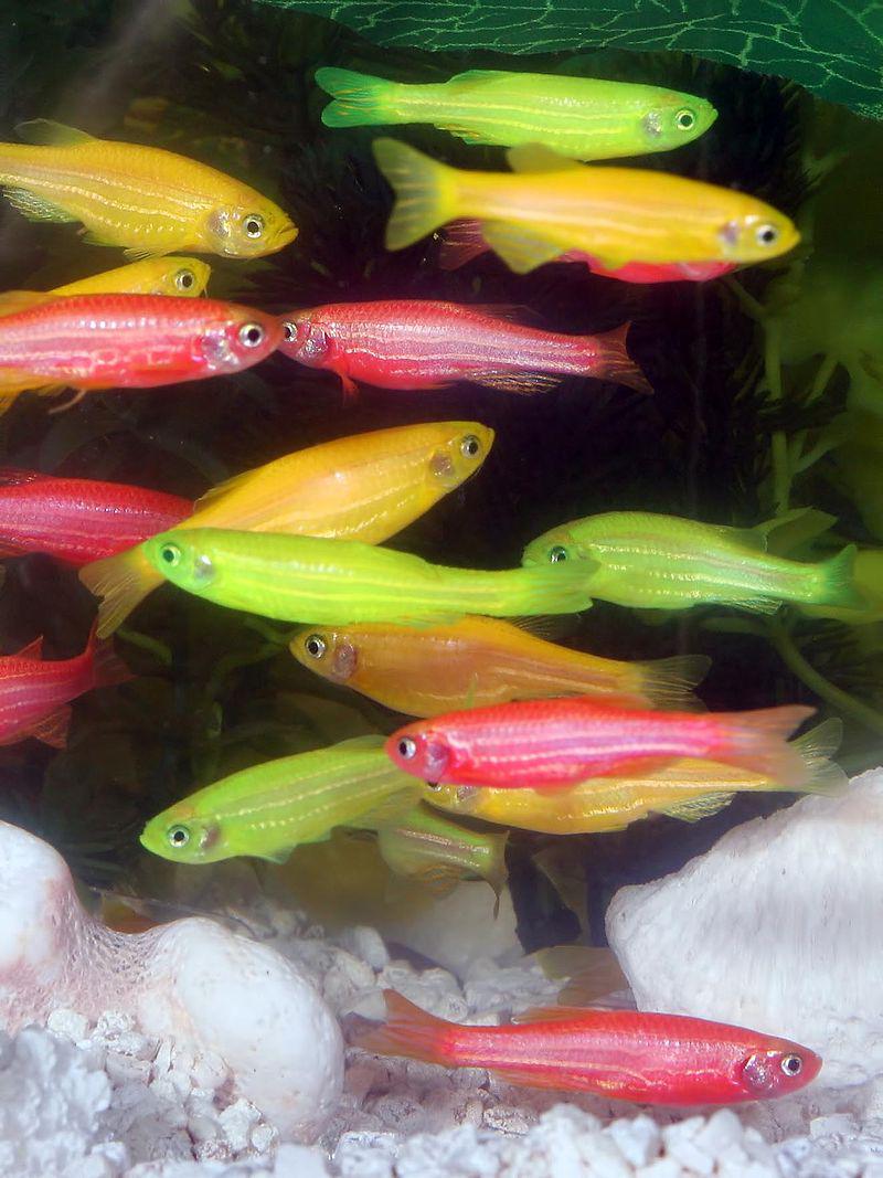 GloFish.jpg