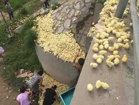 병아리 트럭 전복.jpg | 인스티즈