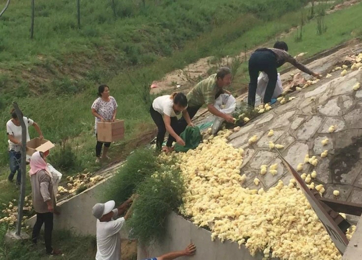 병아리 트럭 전복.jpg | 인스티즈