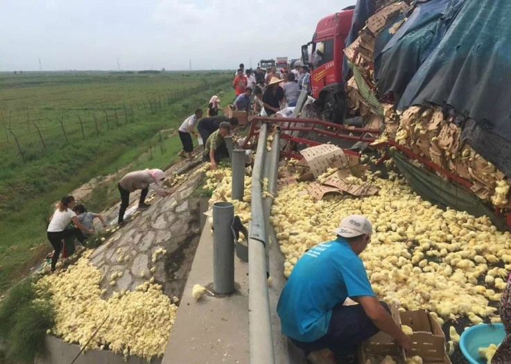 병아리 트럭 전복.jpg | 인스티즈