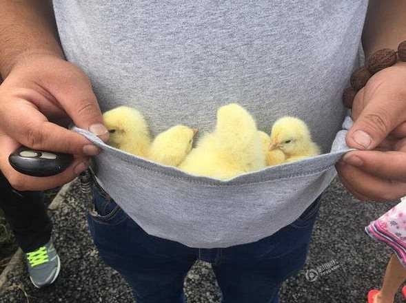 병아리 트럭 전복.jpg | 인스티즈