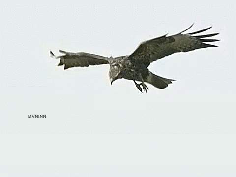 1c866b08157536eb8f048e2a0a365948.gif