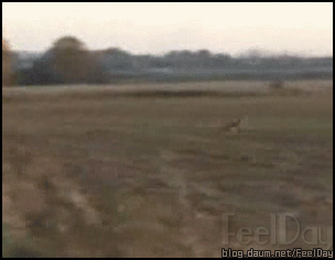 HR0uazC.gif