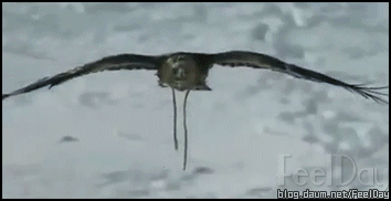 ACREOE3.gif
