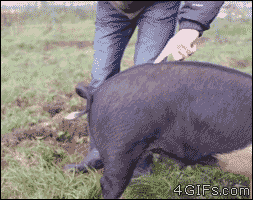 IMG_2579.GIF
