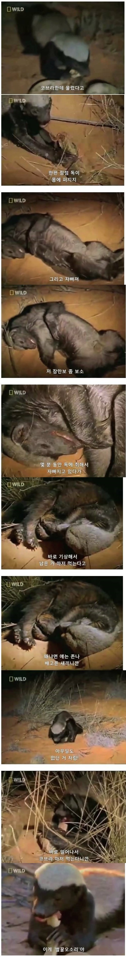 웨이 벌꿀오소리.jpg | 인스티즈