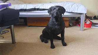 01.gif
