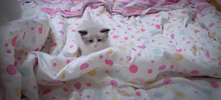 1.gif