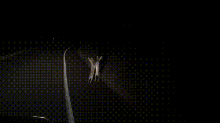 1.gif