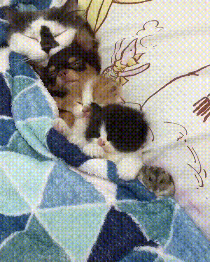 153010817.gif