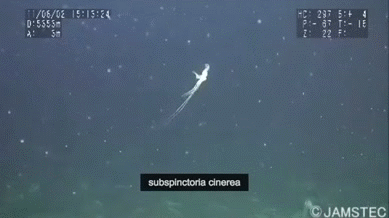 Deep sea creature found in 2011 from Sanriku at a depth of about 5,350m.gif