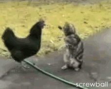 48955bb3353d810a4fba812b375e6d6b.gif