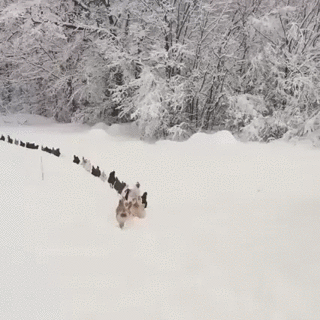 chickens inn the snow.gif