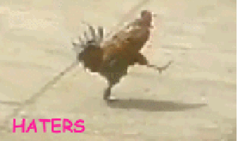 닭입대.gif