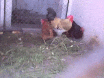 닭의축구실력.gif
