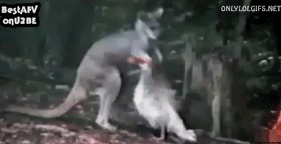 드루와닭.gif