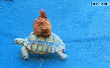 거북이등위에탄닭.gif
