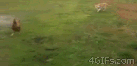 gif.gif