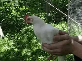 giphy (1).gif