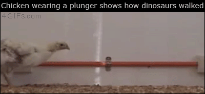 Chicken-plunger-dinosaur.gif