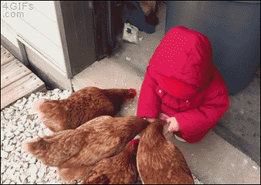 Baby-feeding-chickens-faceplants.gif