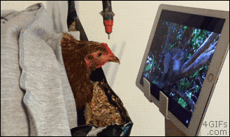Chicken-watches-tv.gif