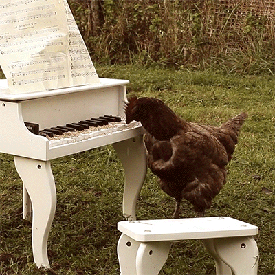 funny-chicken-playing-piano-animated-gif.gif