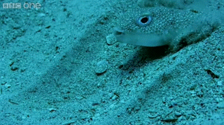 복어 수컷의 작업.gif1