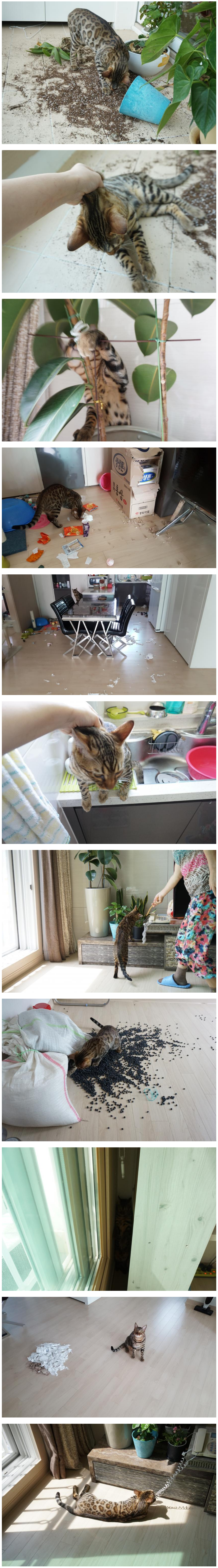 지옥에서 온 고양이... | 인스티즈