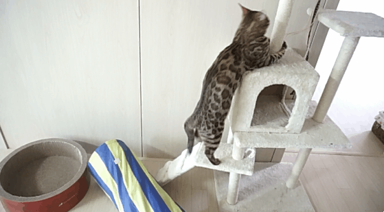 지옥에서 온 고양이... | 인스티즈