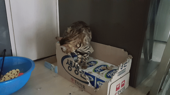 지옥에서 온 고양이... | 인스티즈